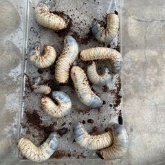 カブトムシ 幼虫 １匹の値段です（３０匹まで購入可能） 土、容器...