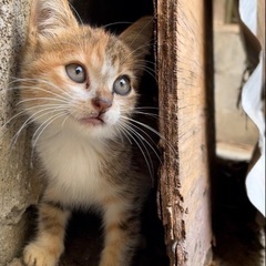 ミケ子猫、生後２か月、ノミダニ寄生虫駆除済、甘えん坊の美猫です