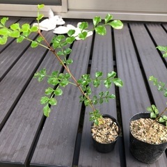 シマトネリコの苗　　2個セットの画像