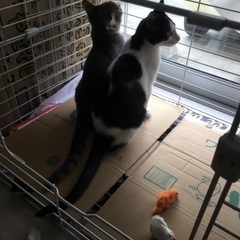 猫のエサや猫砂を譲ってください