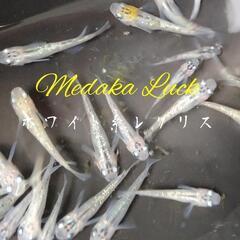 高額めだか総数120匹以上　浮き草ドワーフフロッグピットおまけの画像