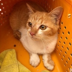 茶白の子猫