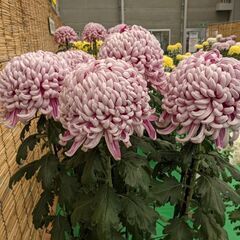 ラインやメールしたり、たまに会える同性の友達（全国）