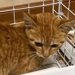 子猫茶トラ♀