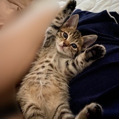 愛されフェイスのスーパー甘えん坊ちゃん