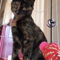 人馴れしているサビ猫ちゃん。