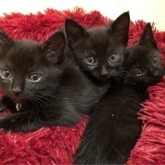 黒猫子猫きょうだい　子猫だらけの里親会参加です