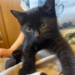 7匹のもっふもふきょうだい