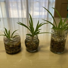 オリズルランの分け株ミニサイズの画像