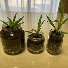 オリズルランの分け株ミニサイズの画像