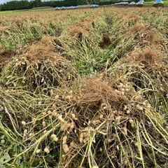 秋の気配が少しづつの画像