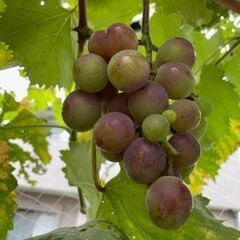 秋の気配が少しづつの画像