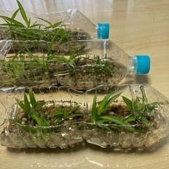 オリズルラン分け株の画像