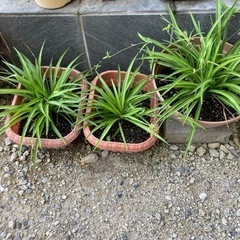 オリズルランの分け株ミニサイズの画像