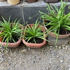 オリズルラン分け株の画像