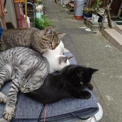 野良猫　3匹　クロ　シロ　ギジ