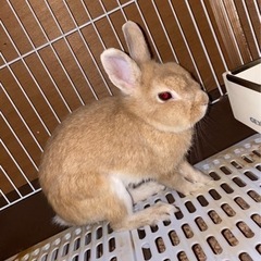 ウサギ（性別不明）