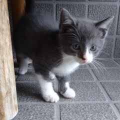 生後２ヶ月 つばきちゃん里親募集中 - 猫