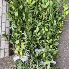 月桂樹の葉の画像