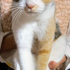 とっても綺麗な三毛猫ミー子です😸💕