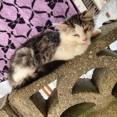 里親になってください