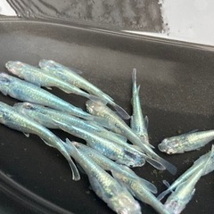 限定1🌈鯖の極みメダカ　M5匹🌈