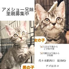 アメショーシルバー兄妹　里親譲渡子猫アゴはネコにてお世話＋里親募...