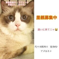 ラグドール　美猫　成ネコちゃん●●アゴはネコでお世話・里親募集中●●