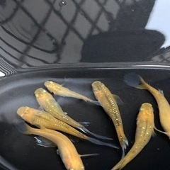 限定1🌈メダカ　カレン鰭長　M5匹🌈の画像