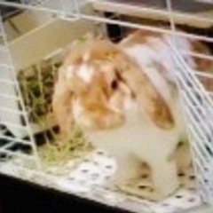 愛らしく、人懐っこいロップイヤー、可愛いがっていただける方募集中