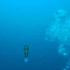 11/14(月) 沖縄 ジンベイザメファンダイビング🐠行きませんか？ - 国頭郡