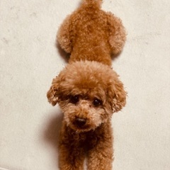 ★至急★里親を探しています