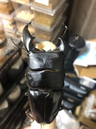 スマトラアチェ　101㎜ペア