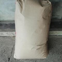 【令和6年】個人農家直販★混ざりなし＼(^^)／R6.9月 収穫❢もみ付25キロ　在庫2袋の画像