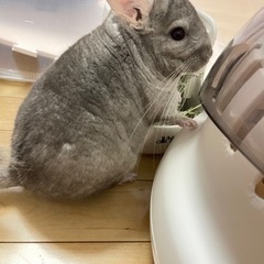 （募集停止中）チンチラ（齧歯類）の里親を探してます。