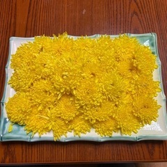 新鮮摘みたて食用菊5袋　数量限定の為早い者勝ち‼︎
