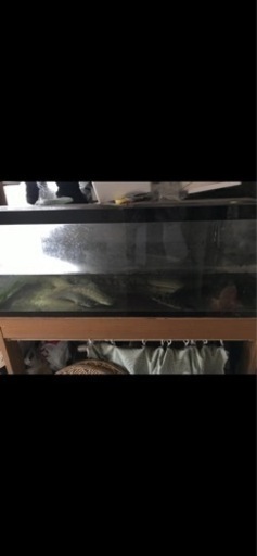 アクリル水槽　　120×60  水槽台セット　ポリプテルス セット