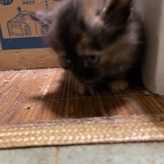 生後1ヶ月 野良猫の仔猫 黒①