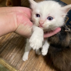 野良猫の仔猫 白 