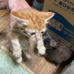 野良猫の仔猫 茶色①