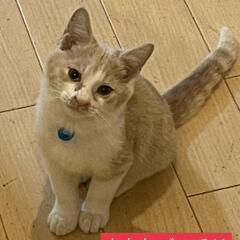 ３ヶ月♂ミルクティー×白😻里親様決定♥