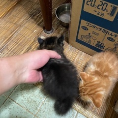 野良猫の仔猫 黒② - 猫