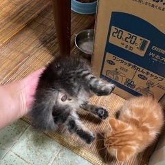 野良猫の仔猫 黒② - 出雲市