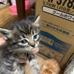 野良猫の仔猫 黒②