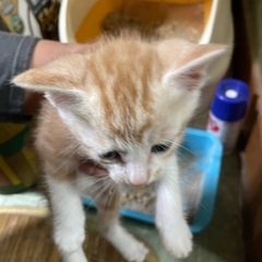 野良猫の仔猫 茶