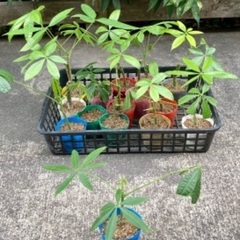 パキラ苗（挿し木）あげますの画像