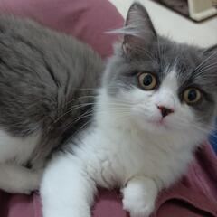 お友達募集・猫好きの方と仲良くなりたいです