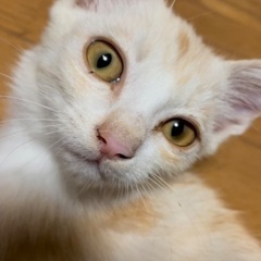 生後3か月仔猫