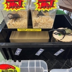 カブトムシ　クワガタムシ　販売中　