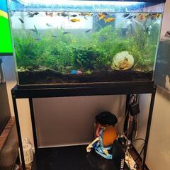 水槽　60センチ　ワイド　アクリル